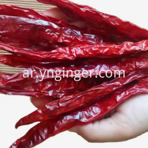 dried chili pepper 10